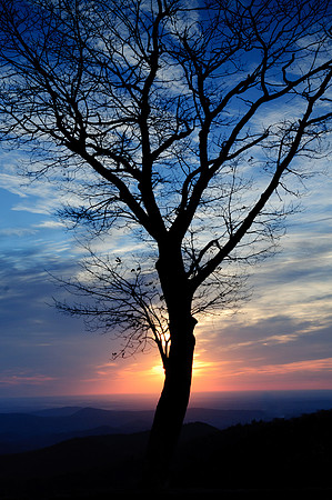 Sunrise Silhouette, Tree