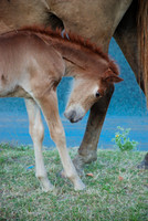 New Born Colt 2