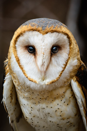 Barn Owl