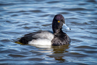 Lesser Scaup