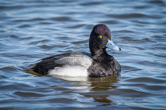 Lesser Scaup