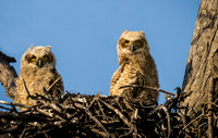 Great Horned Owlets