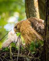 20210511-Red Tailed Hawk0127-Edit