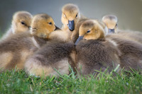 Baby Geese