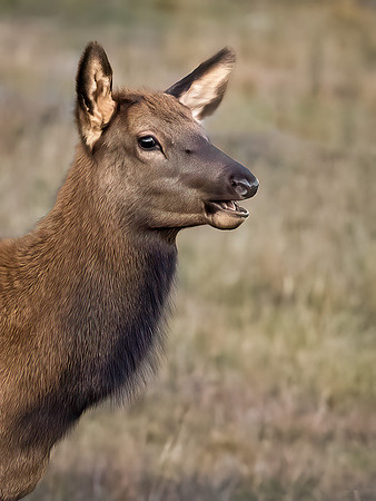 Elk Cow