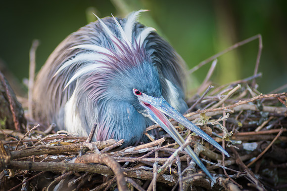 Tricolred Heron on Eggs