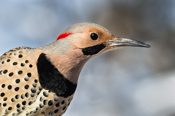 Northern Flicker