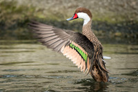 White-Cheeked Pintail