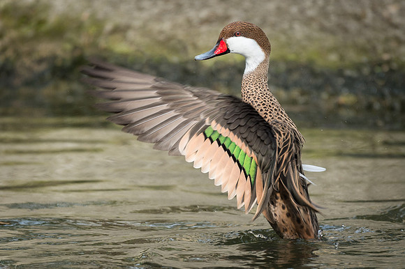 White-Cheeked Pintail
