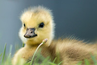 Baby Canadian Goose