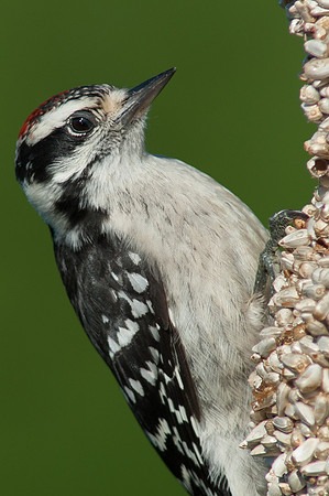 Downy Woodpecker, Juvenile