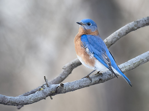 Eastern Blue Bird