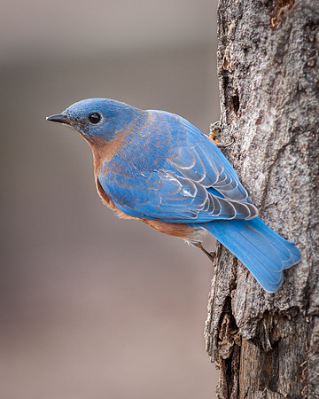 Eastern Bluebird