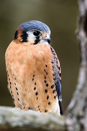 Kestral Falcon