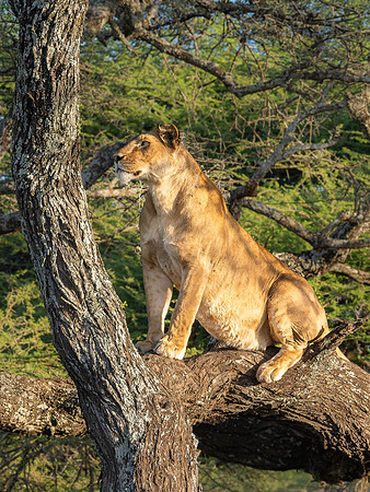Lioness in a tree