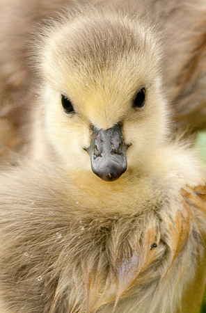 Baby Goose