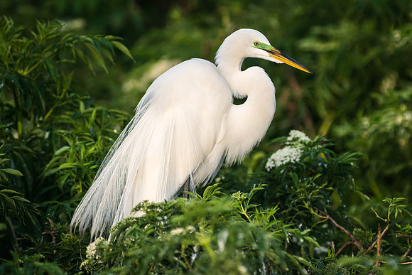 Great Egret