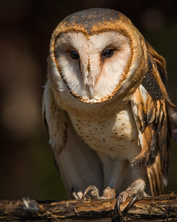 Barn Owl