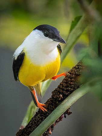 White-collared Manakin