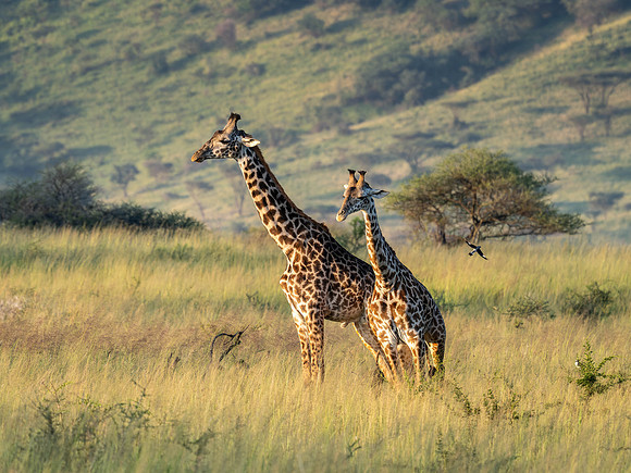 Giraffe
