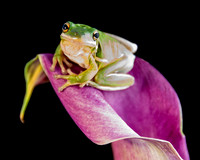 Tree Frog on Cali Lilly