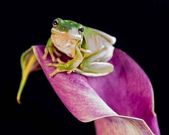 Tree Frog on Cali Lilly