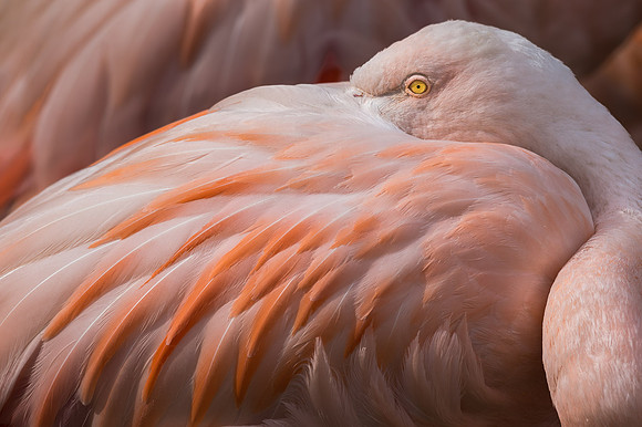 Flamingo