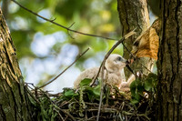20210511-Red Tailed Hawk0082-Edit
