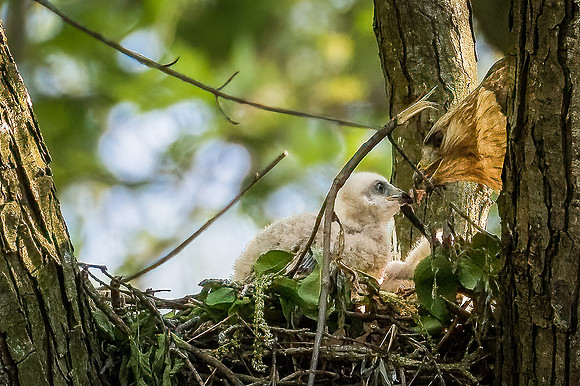 20210511-Red Tailed Hawk0082-Edit