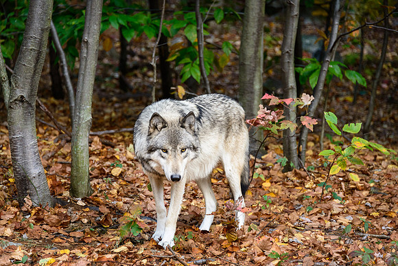 Timber Wolf