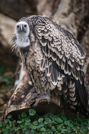 Ruppell's Griffon Vulture