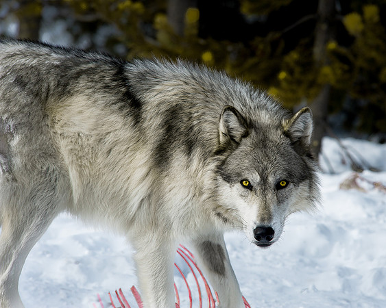 Feeding on Elk Carcass