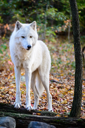 Timber Wolf