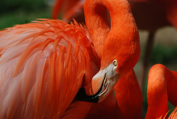 Flamingo
