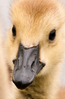 Baby Goose