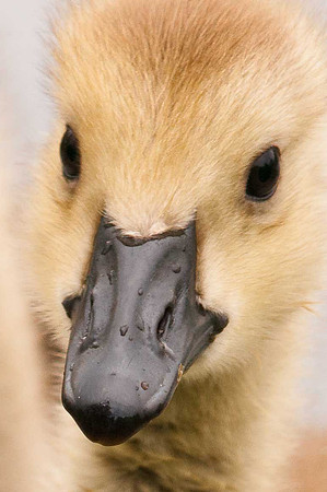 Baby Goose