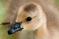 Baby Goose