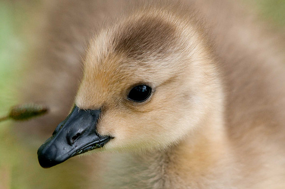 Baby Goose