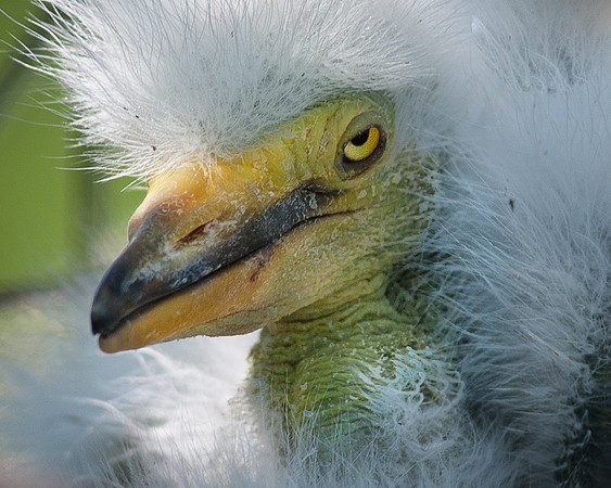 Great Egret Chick