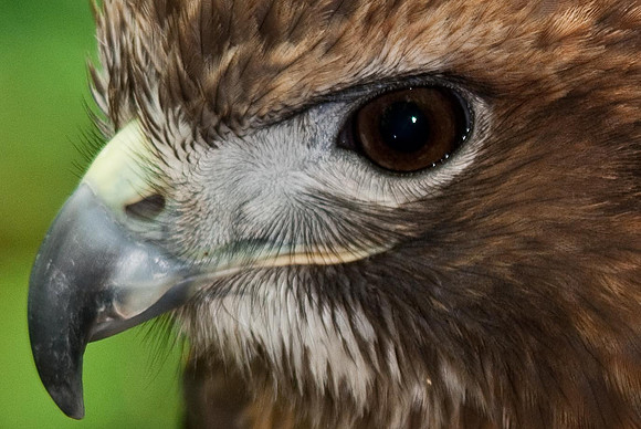 Red Tailed Hawk