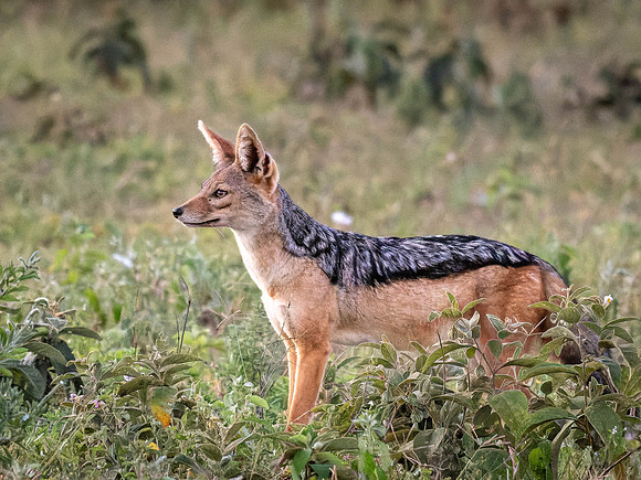 Black-Backed Jackal