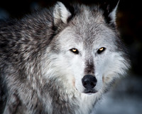Alpha Male Wolf