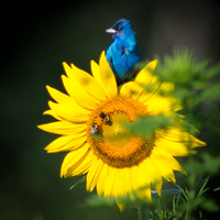 Indigo Bunting on Sunflower