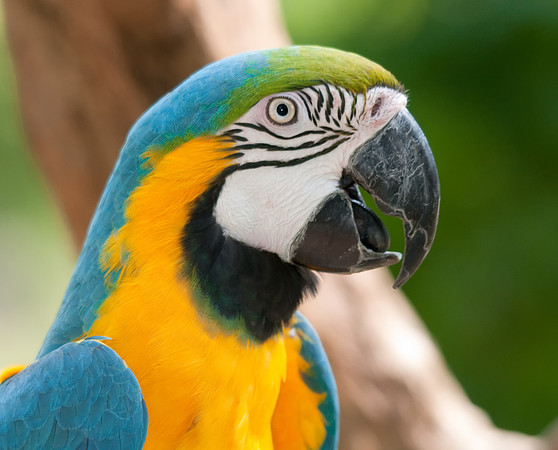 Blue & Gold Macaw, Portrait