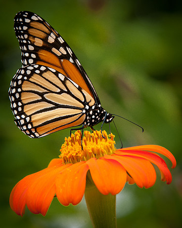 Monarch Butterfly