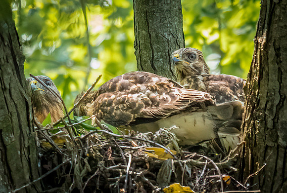 20210527-Red Shoulder Hawk0070-Edit