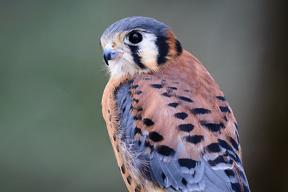 Kestral Falcon