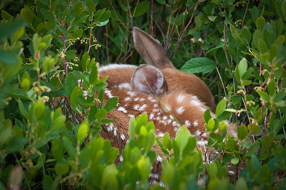 Sleeping Fawn