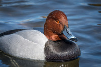 Redhead Drake