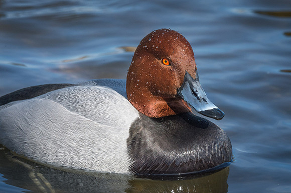Redhead Drake